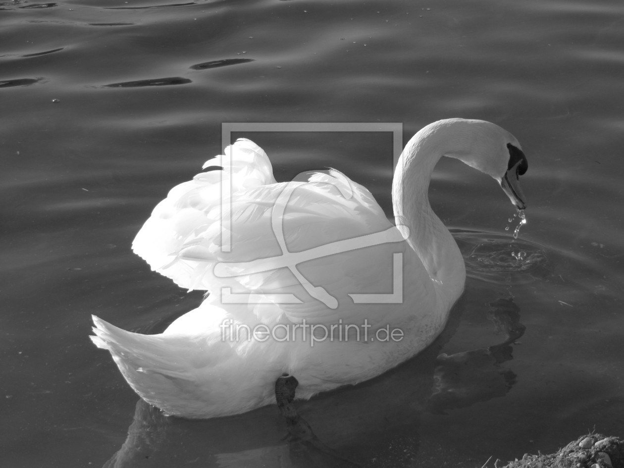 Bild-Nr.: 9581782 Cisne blanco y negro erstellt von Silviafe