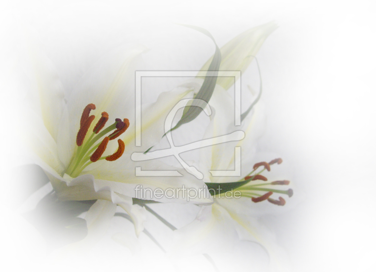 Bild-Nr.: 9582014 Weiße Lilien erstellt von Bluemoon