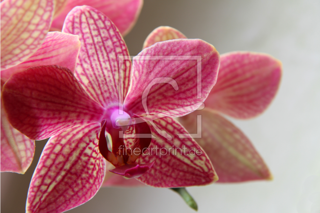 Bild-Nr.: 9583582 Orchidee III erstellt von Gerhard Albicker