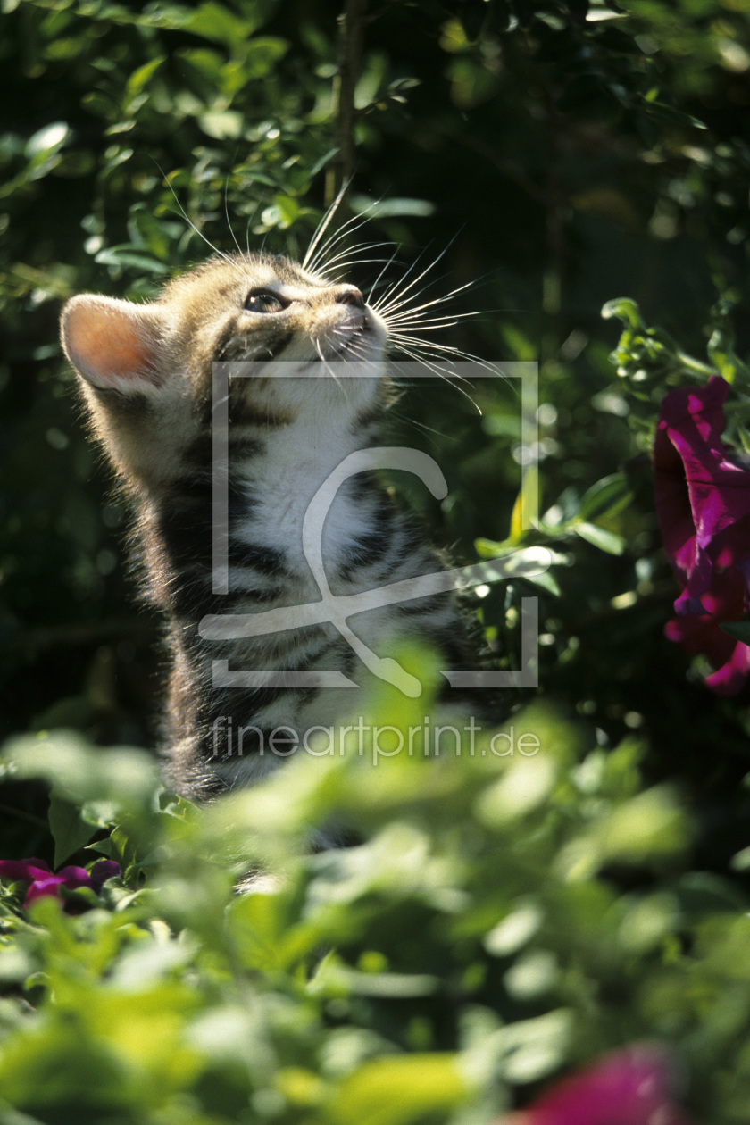 Bild-Nr.: 9584140 Hauskatze,Kätzchen erstellt von andy1000