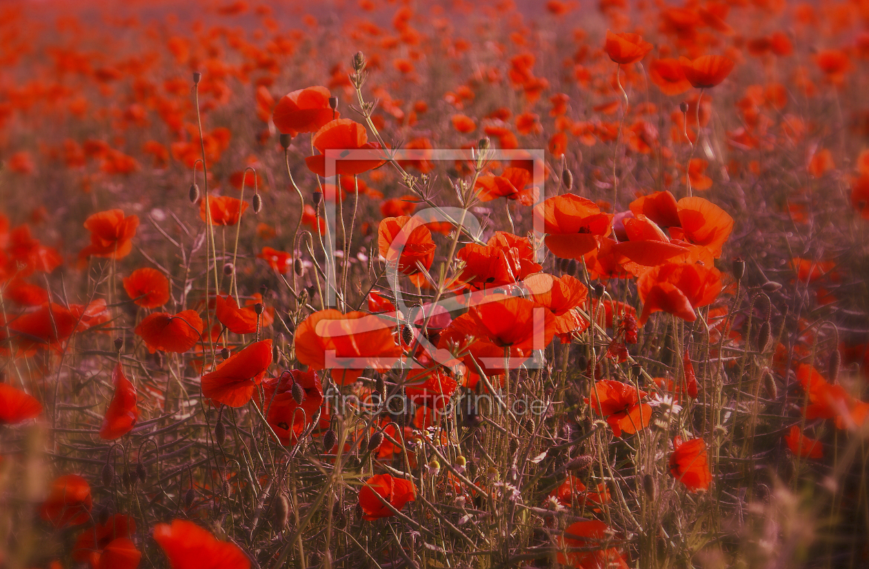 Bild-Nr.: 9584426 Mohn erstellt von MIbo