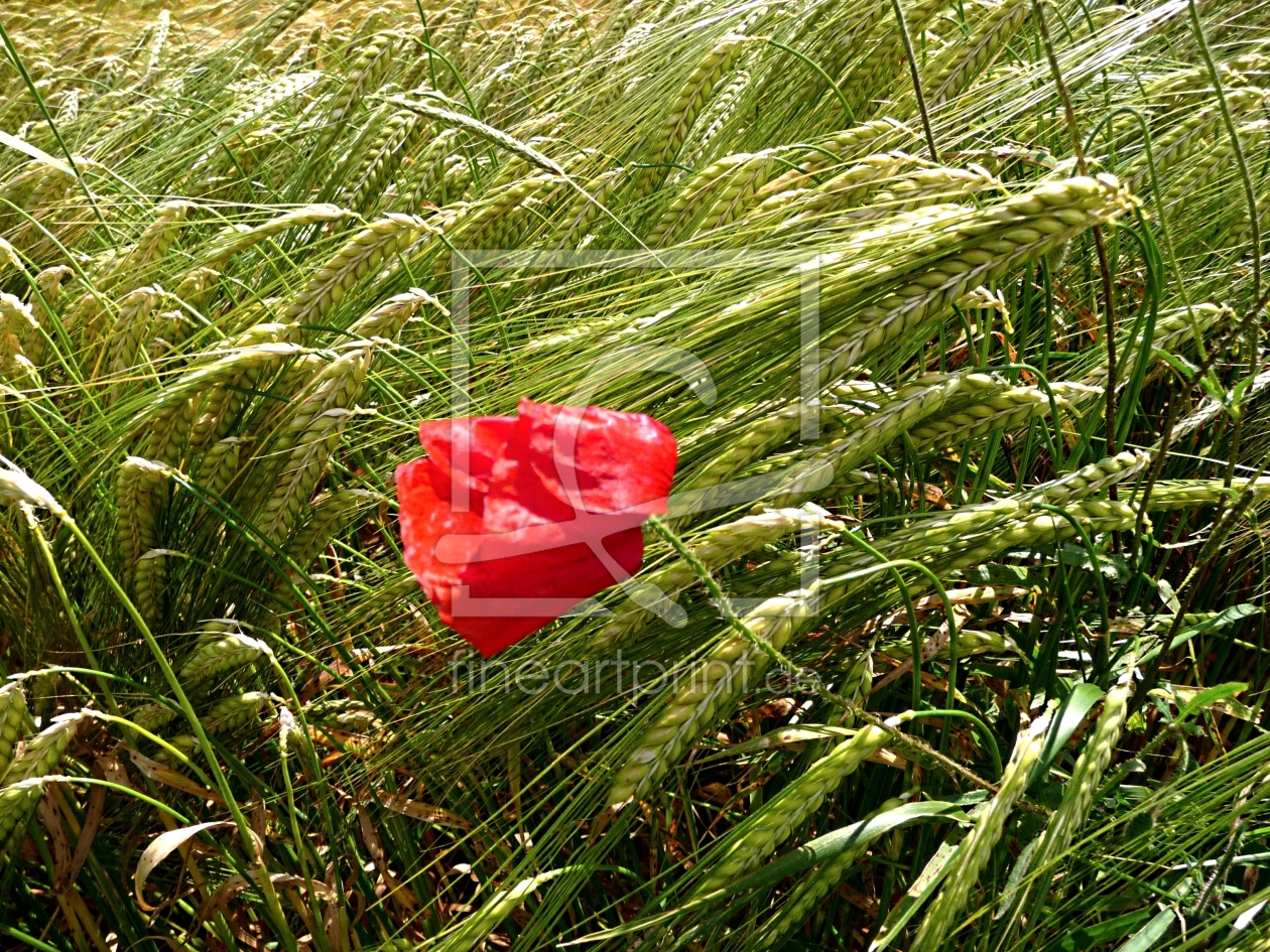 Bild-Nr.: 9586426 Summerwind erstellt von youhaveadream