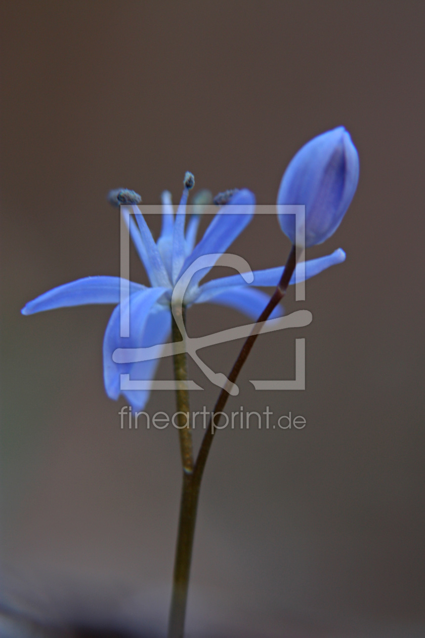 Bild-Nr.: 9591688 Blaustern erstellt von Stephanie Stephanie Dannecker
