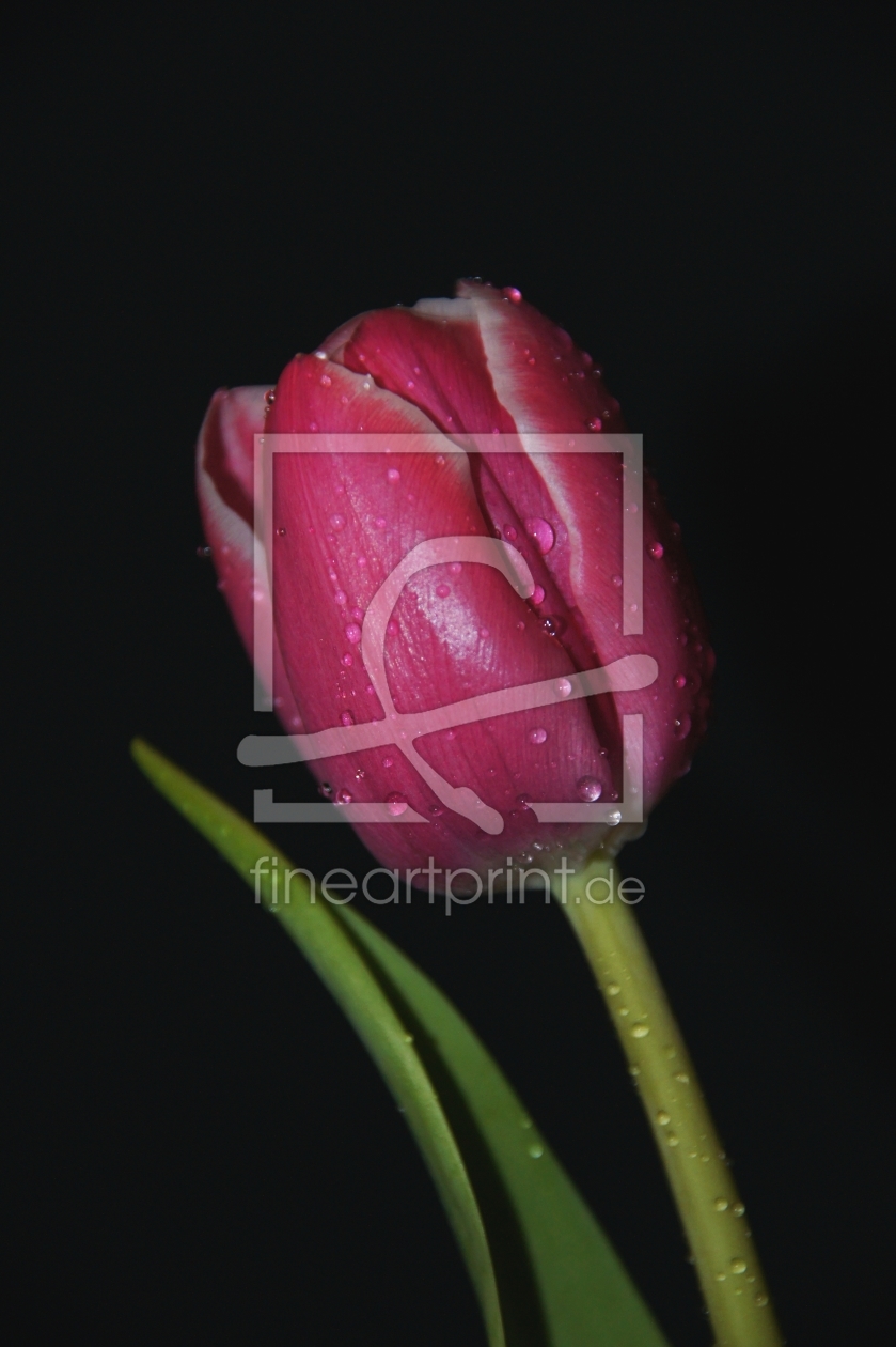 Bild-Nr.: 9591836 Pink tulip erstellt von babalu