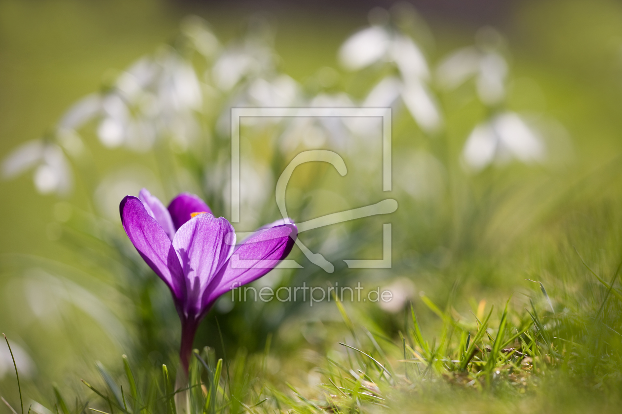 Bild-Nr.: 9592864 P R I M A B A L L E R I N A erstellt von 
