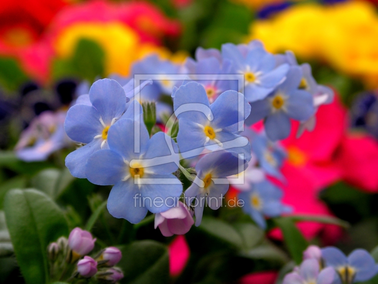 Bild-Nr.: 9593678 Buntes Vergissmeinnicht Myosotis discolor erstellt von Renate Knapp