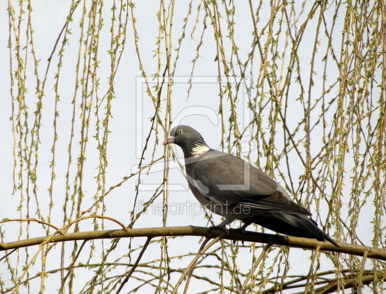 Bild-Nr.: 9595274 Ringeltaube erstellt von Renate Knapp