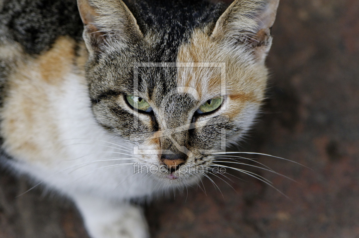 Bild-Nr.: 9598296 schau mir in die Augen erstellt von 