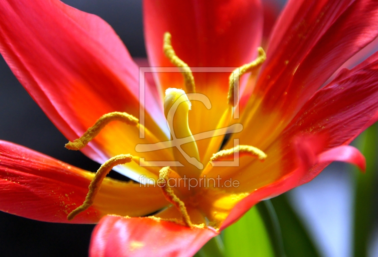 Bild-Nr.: 9598330 Tulpenspagat erstellt von babalu