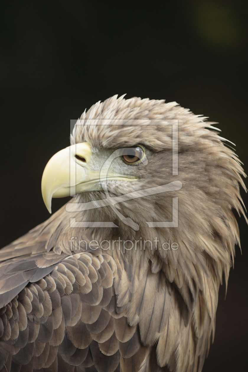 Bild-Nr.: 9598648 Junger Seeadler erstellt von andy1000