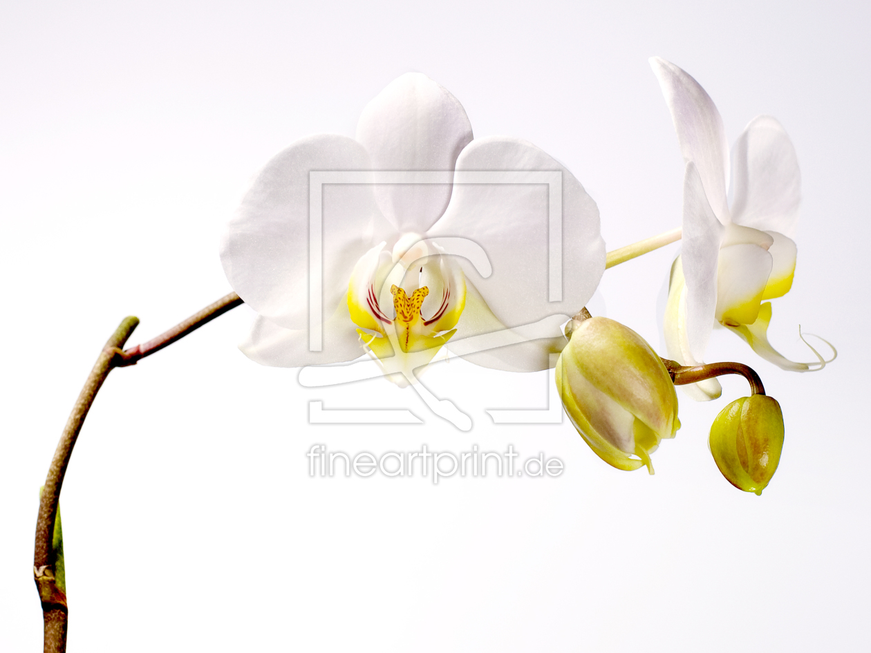 Bild-Nr.: 9599328 Orchidee erstellt von Nailia Schwarz