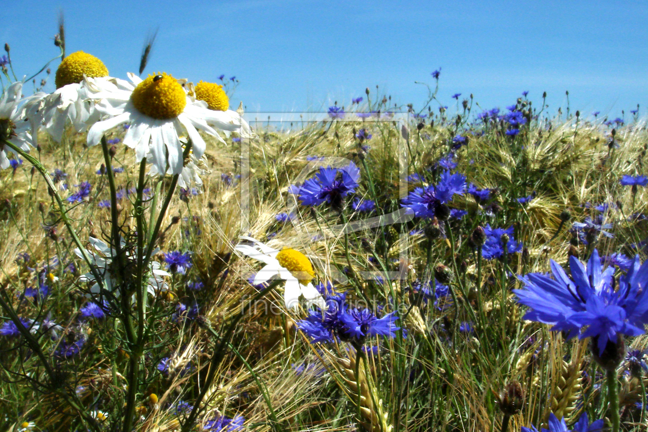 Bild-Nr.: 9600482 Feldblumen II erstellt von yammay