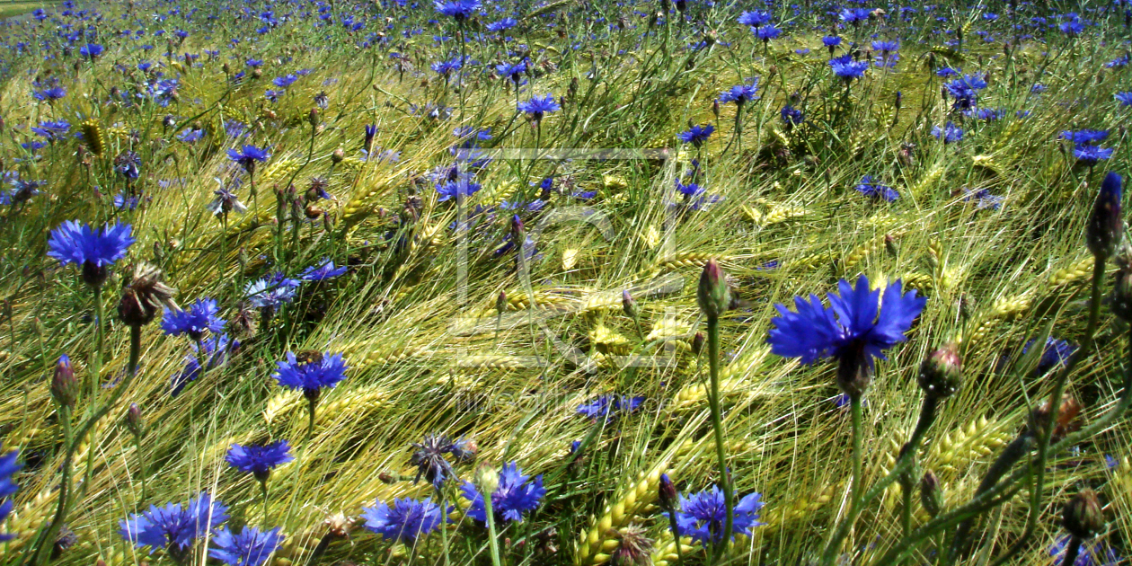 Bild-Nr.: 9600516 Kornblumenfeld erstellt von yammay