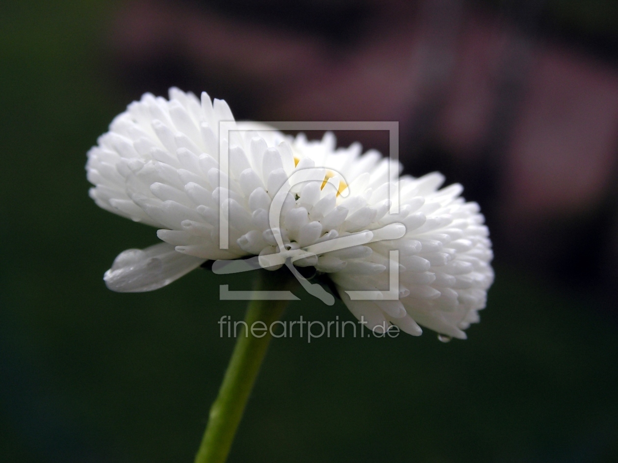 Bild-Nr.: 9601438 Bellis erstellt von Renate Knapp