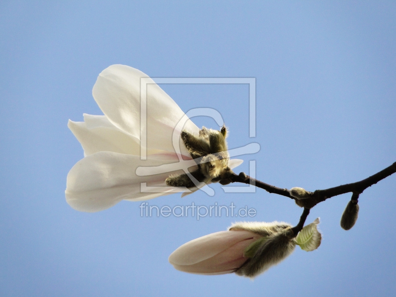 Bild-Nr.: 9603236 Magnolienknospen erstellt von Renate Knapp