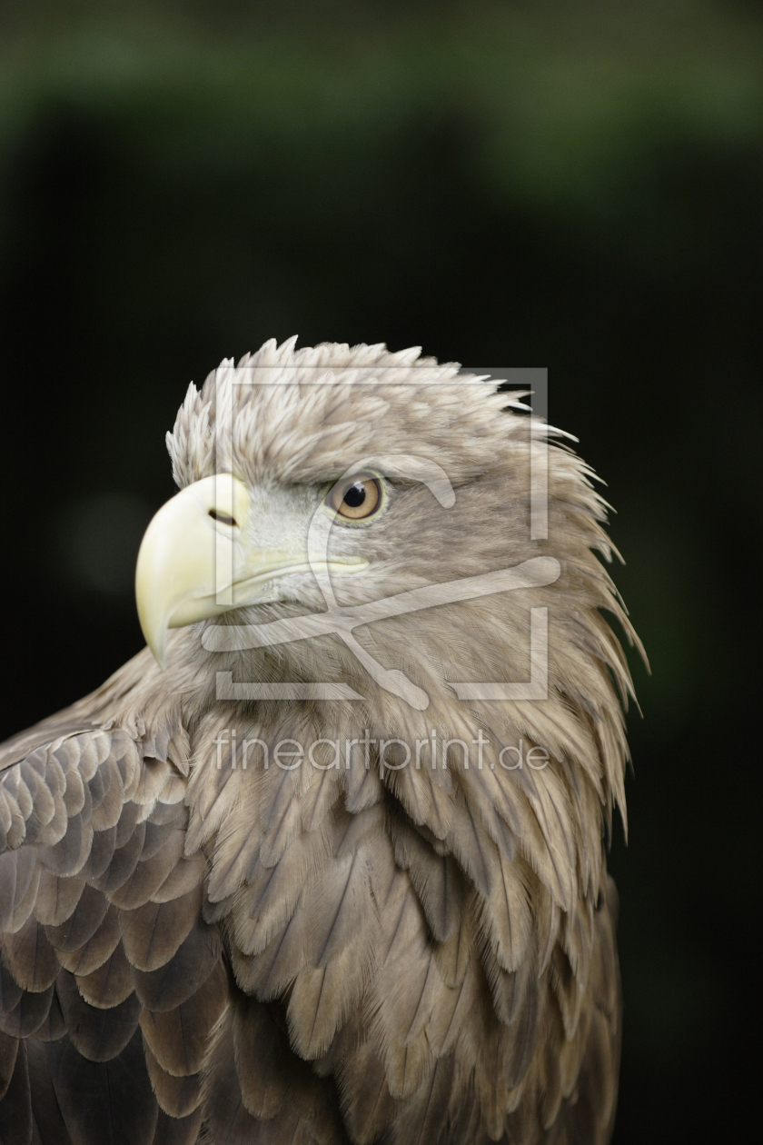 Bild-Nr.: 9604114 Junger Seeadler erstellt von andy1000