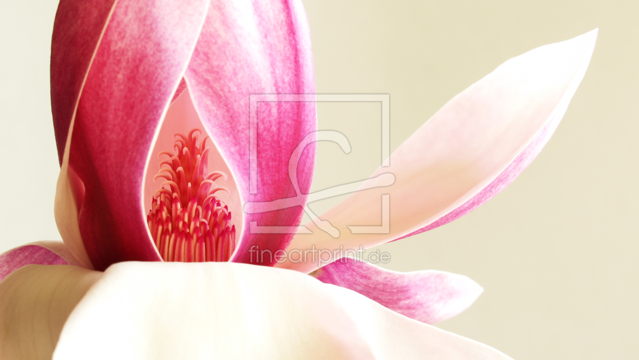 Bild-Nr.: 9604150 MAGNOLIE erstellt von dolcevita