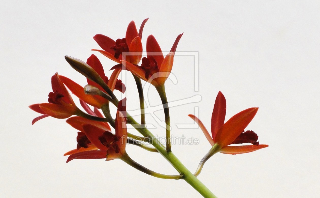 Bild-Nr.: 9605428 Orchidee erstellt von Renate Knapp