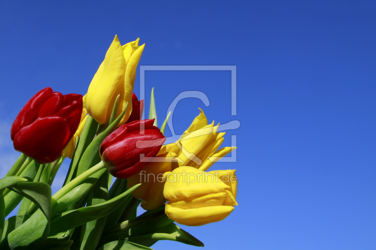 Bild-Nr.: 9607086 Tulpen erstellt von melinda