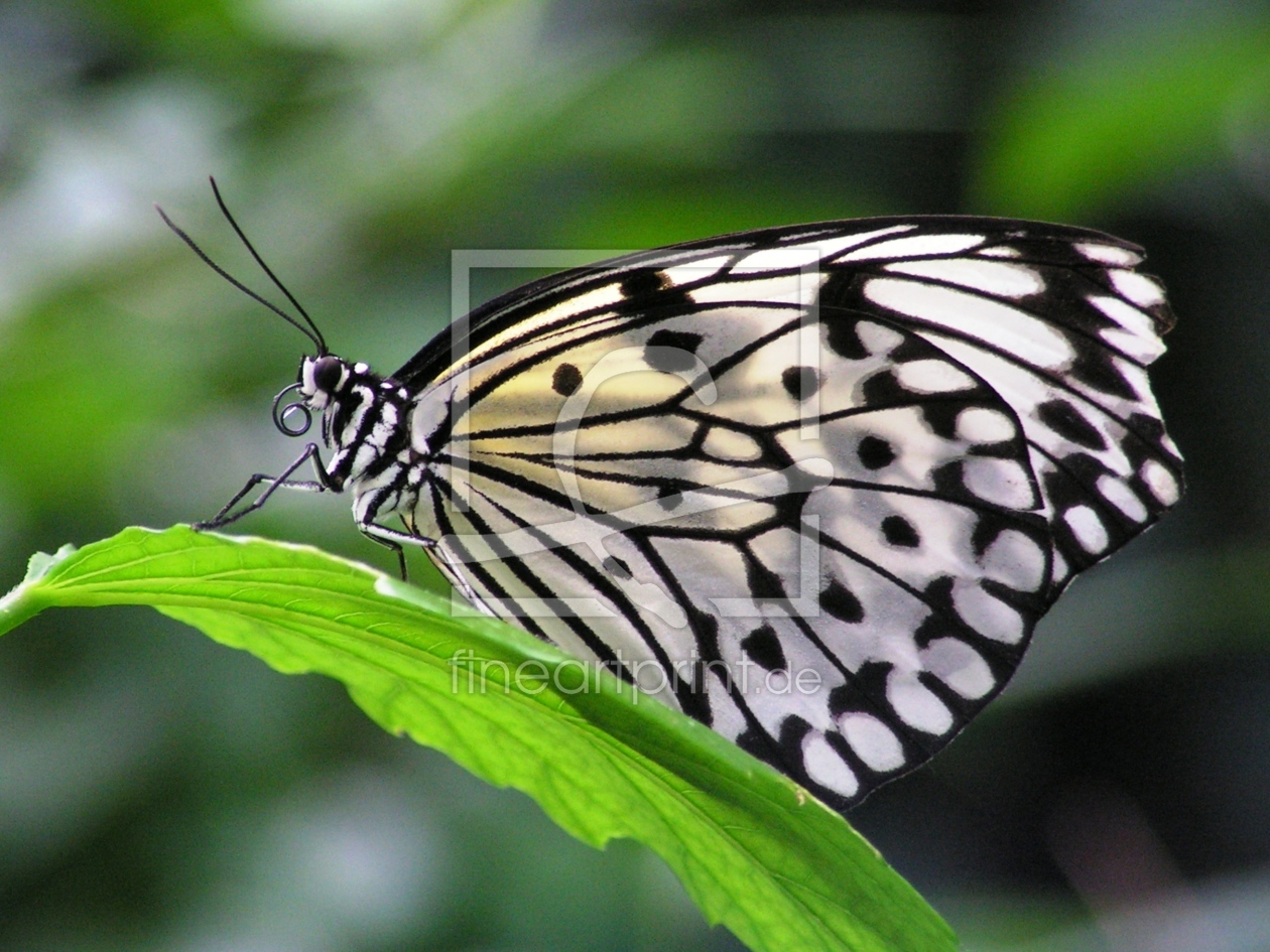 Bild-Nr.: 9608768 Idea leuconoe, Weiße Baumnymphe,  erstellt von Renate Knapp