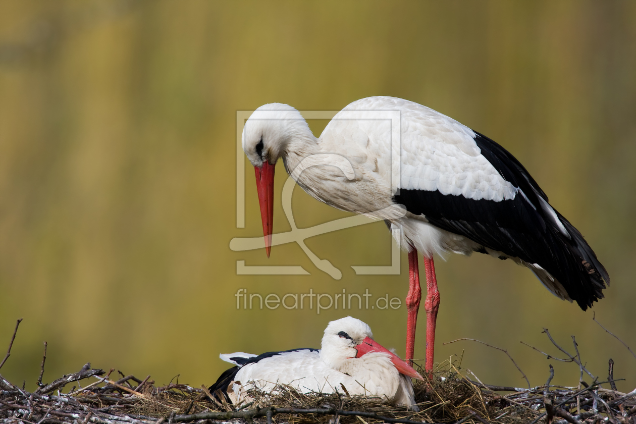 Bild-Nr.: 9611410 D E M N Ä C H S T . G R O S S F A M I L I E erstellt von Thomas Herzog