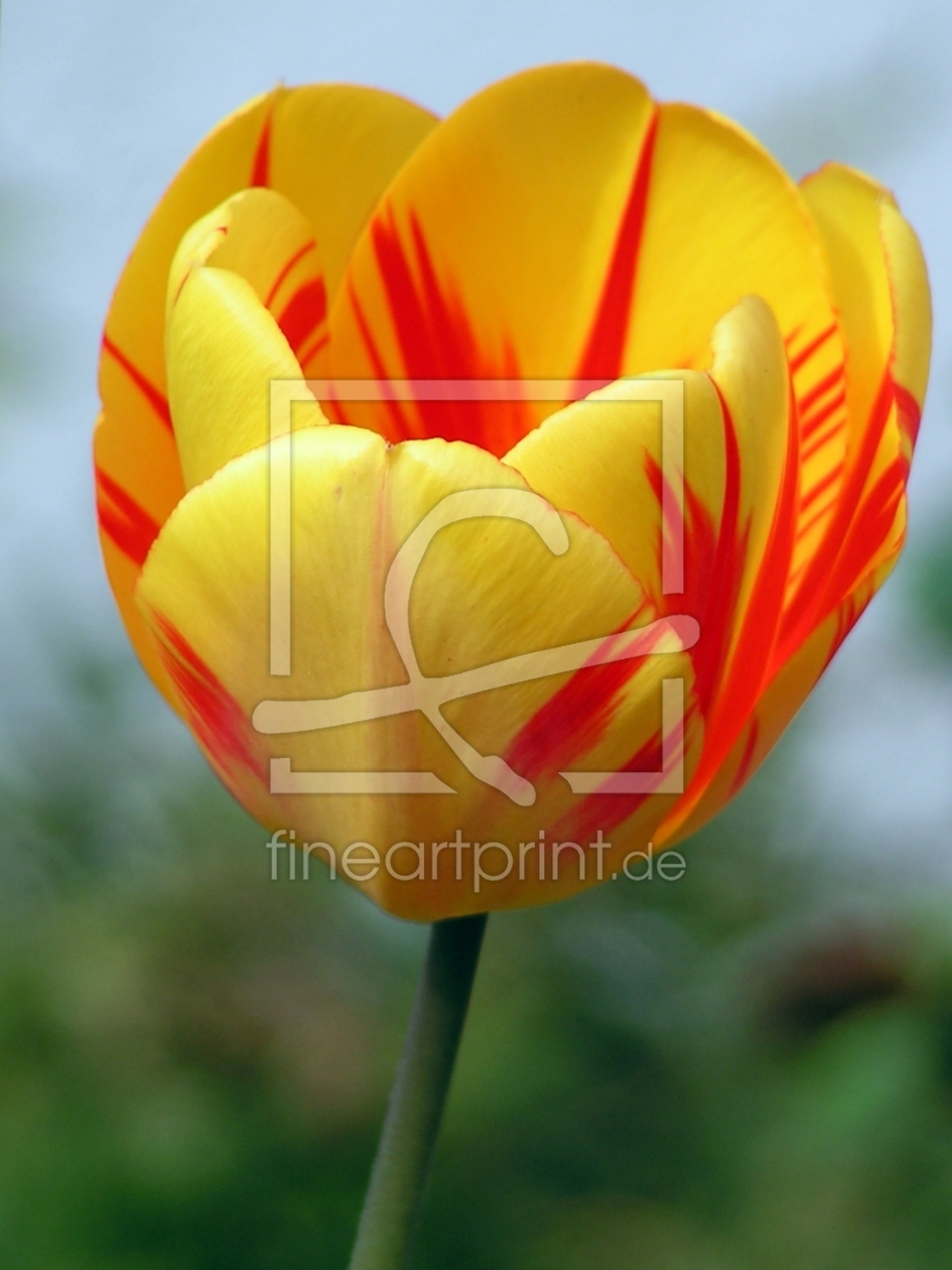 Bild-Nr.: 9613216 Frühlingsfarben erstellt von Renate Knapp