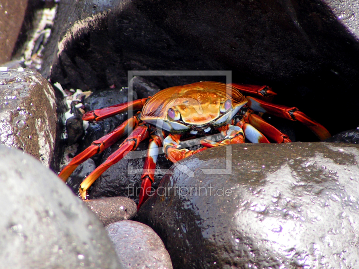 Bild-Nr.: 9613476 Höhlenwächter erstellt von GaSp304