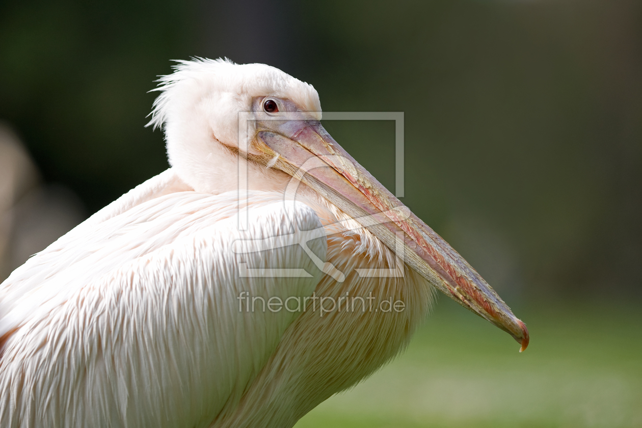 Bild-Nr.: 9613778 P E L L E erstellt von Thomas Herzog