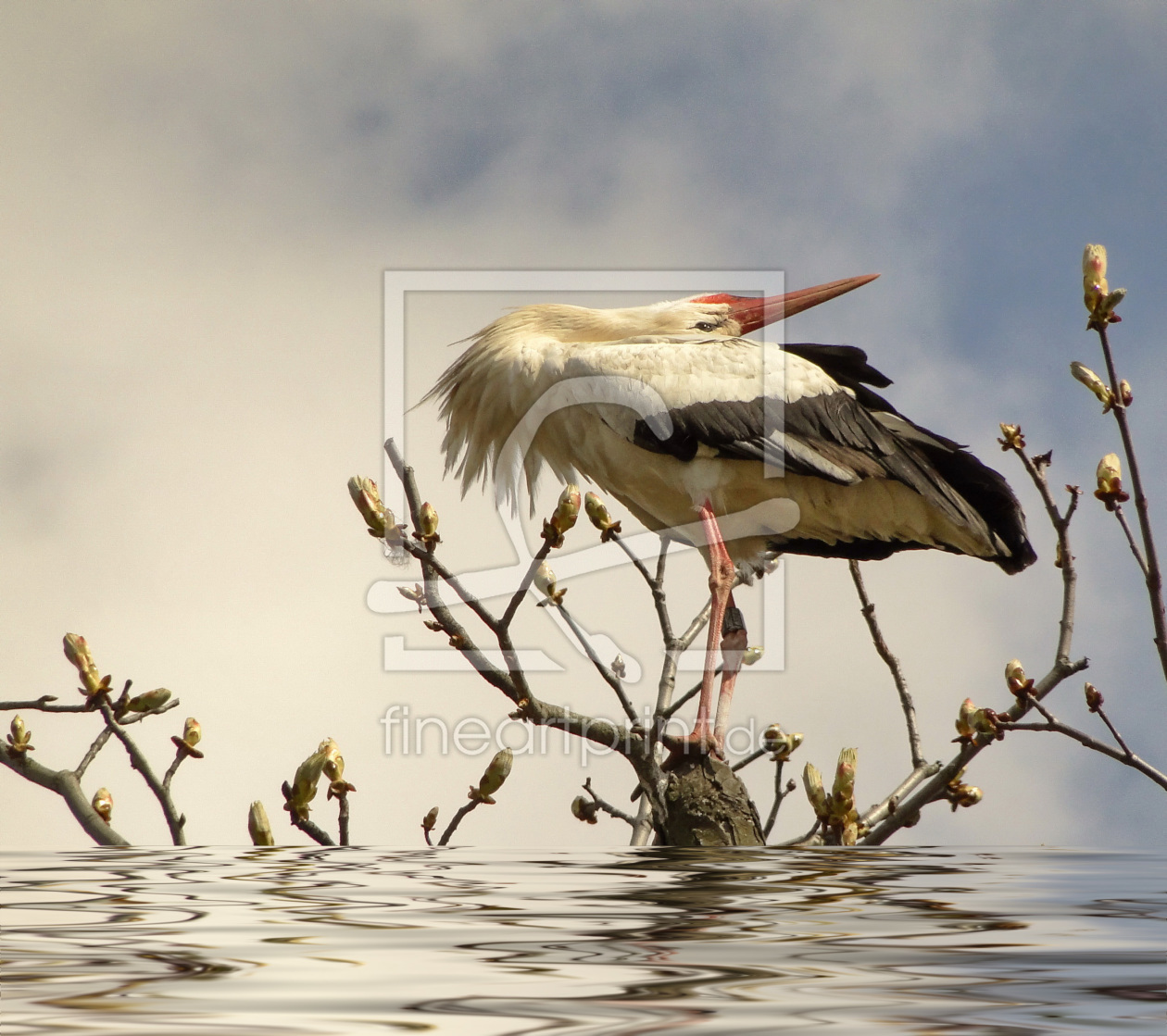 Bild-Nr.: 9614202 Storch erstellt von Renate Knapp