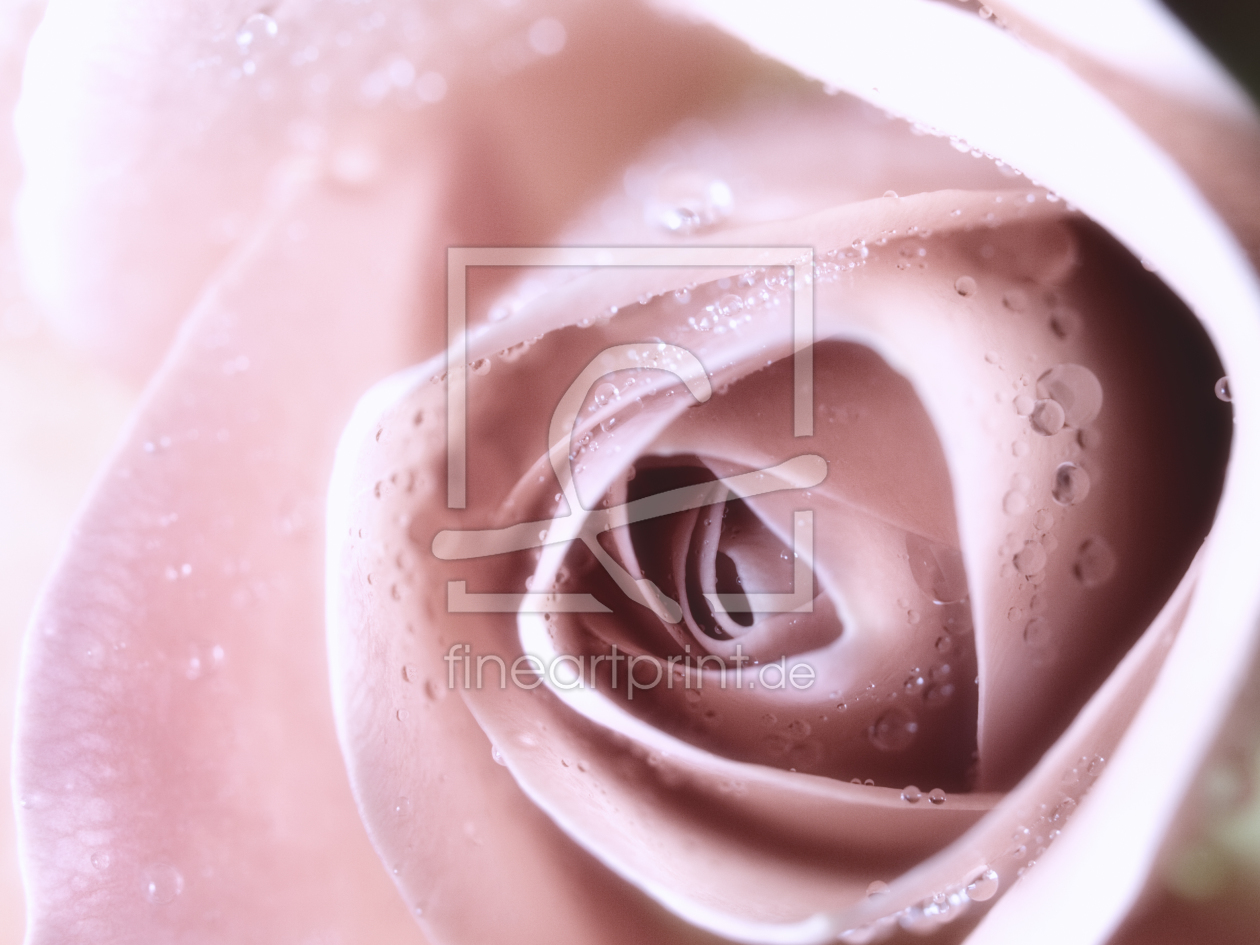 Bild-Nr.: 9615084 pastel rose erstellt von Franz Bogner