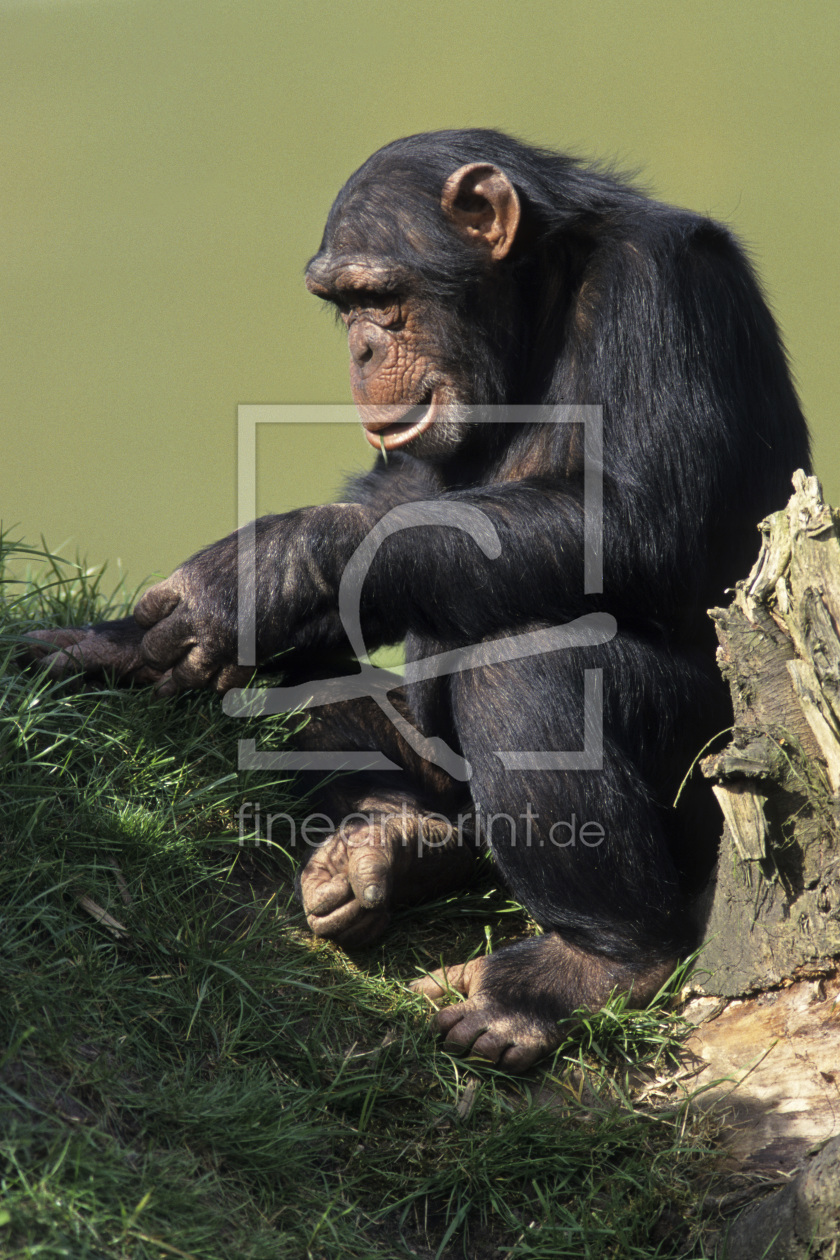 Bild-Nr.: 9617868 Schimpansenkind erstellt von andy1000