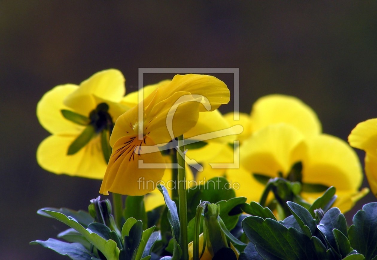 Bild-Nr.: 9618040 Frühlingsfreuden erstellt von Renate Knapp
