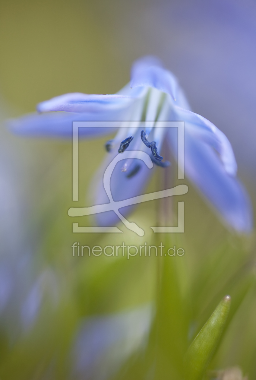 Bild-Nr.: 9618086 Blausternchen erstellt von Wachtelstein