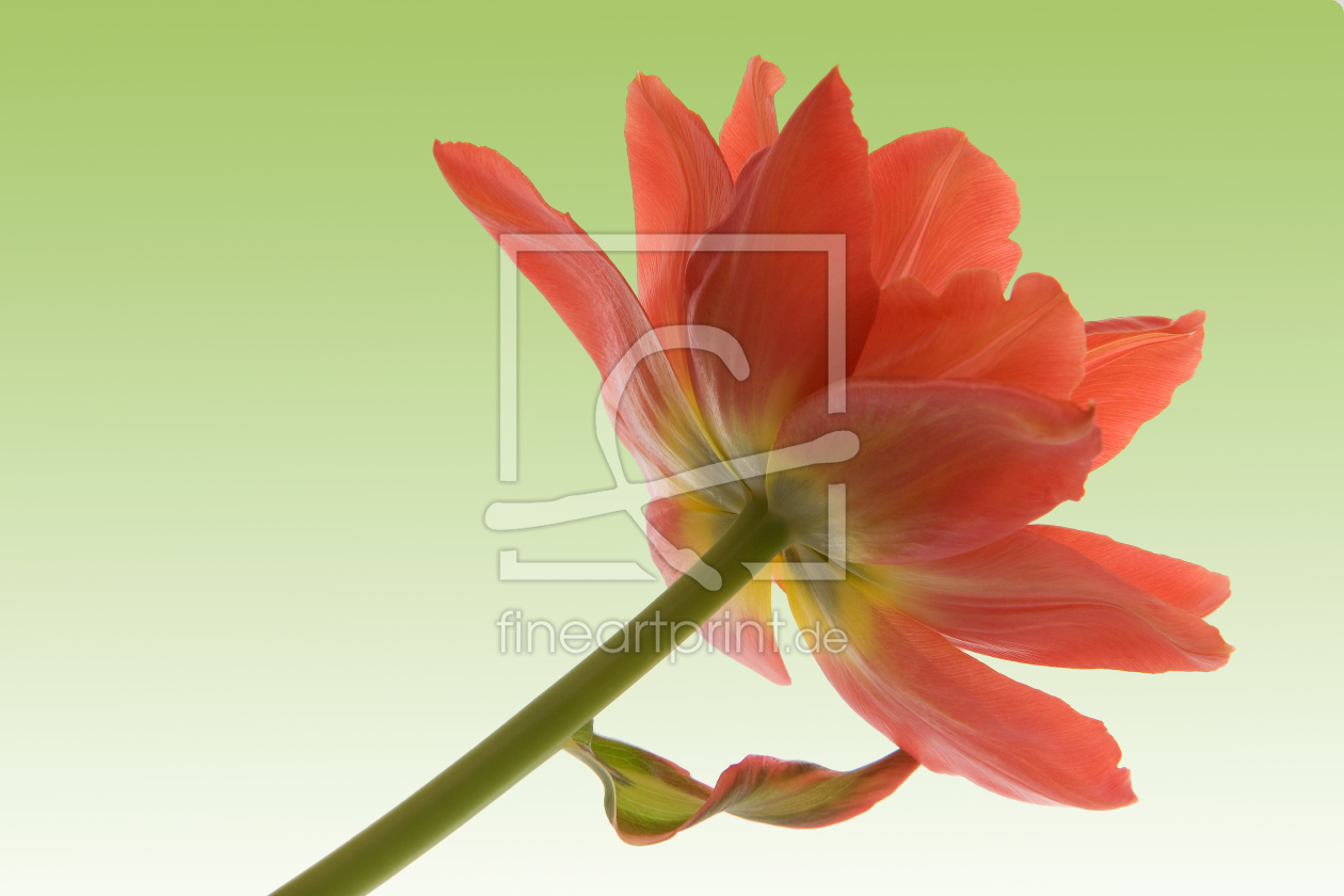 Bild-Nr.: 9619708 T U L P Y erstellt von 