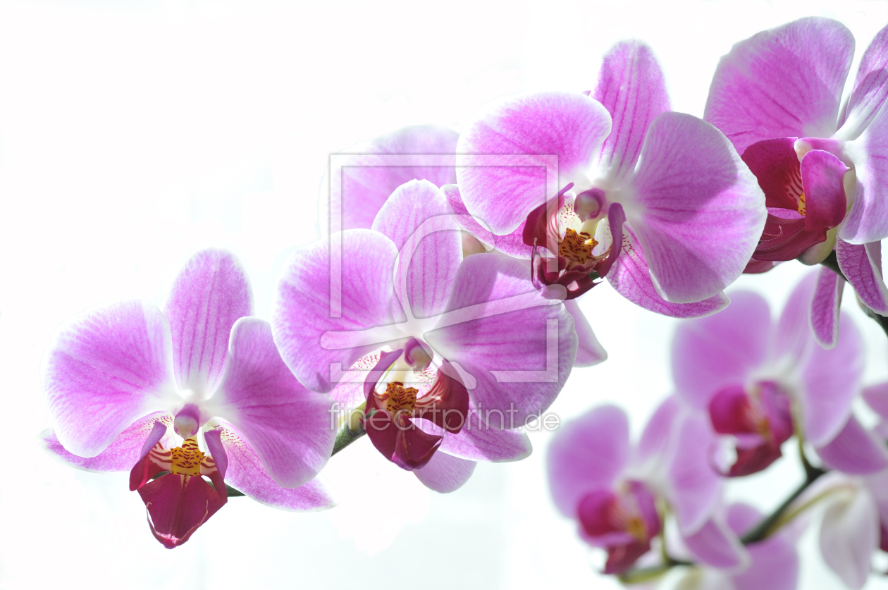 Bild-Nr.: 9621514 Beautiful orchid erstellt von suteracher