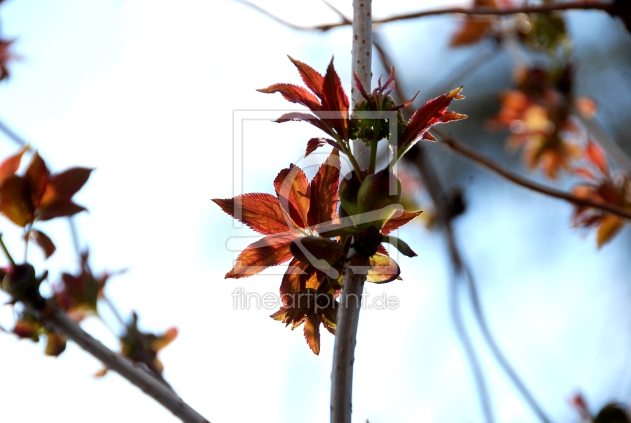 Bild-Nr.: 9622876 photografie erstellt von AST