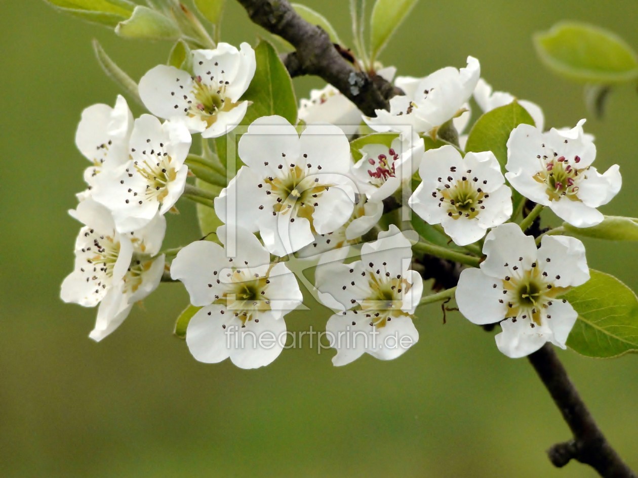 Bild-Nr.: 9624438 Apfelblüten erstellt von Renate Knapp