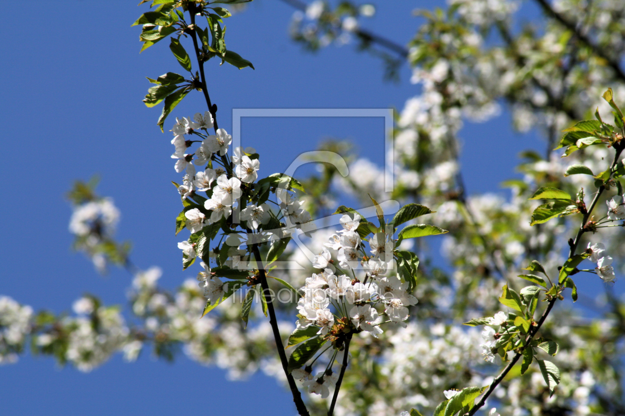 Bild-Nr.: 9624590 Kirschblüte erstellt von Galerie-Fotoeffekt