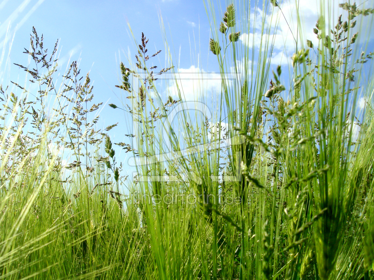 Bild-Nr.: 9626080 Gräser im Feld erstellt von yammay