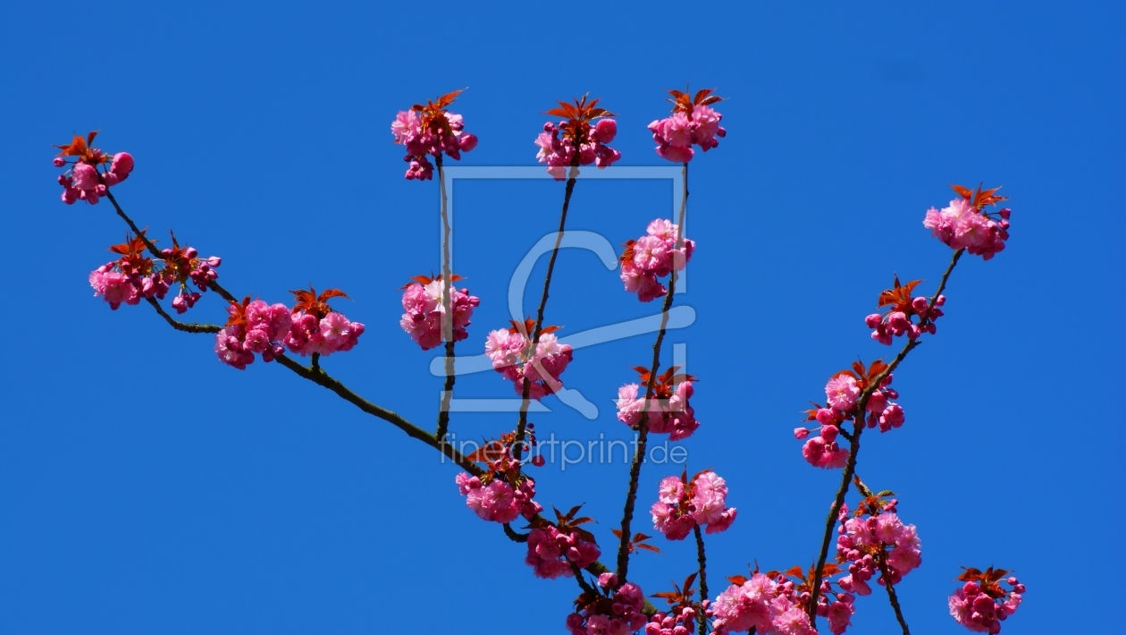 Bild-Nr.: 9626670 Rose & Blue erstellt von youhaveadream