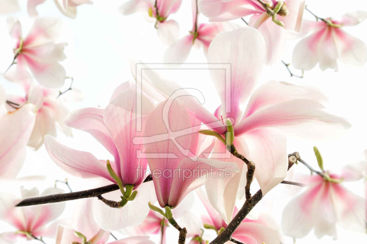 Bild-Nr.: 9627750 Magnolientraum erstellt von 