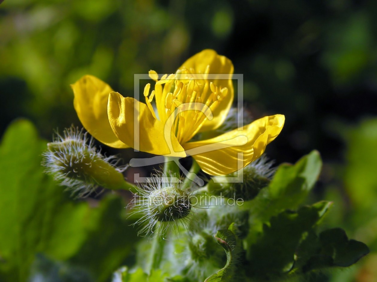 Bild-Nr.: 9627904 Sonnenfee  erstellt von Renate Knapp