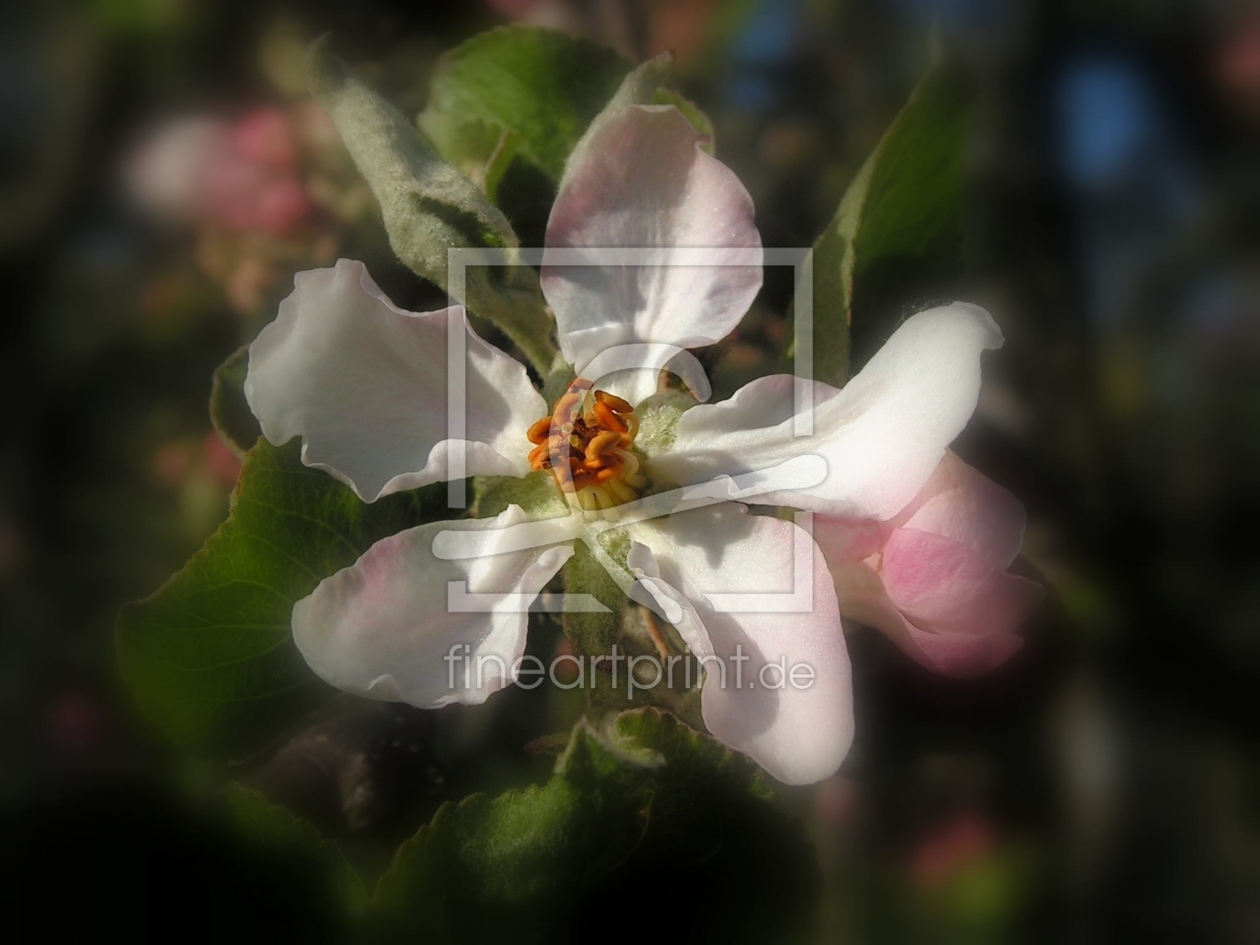 Bild-Nr.: 9627910 Apfelblütenträume erstellt von Renate Knapp