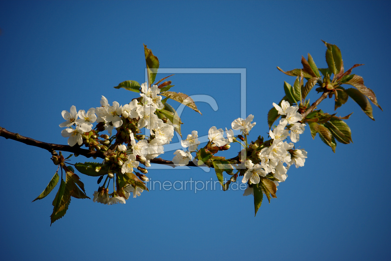 Bild-Nr.: 9628188 Frühling erstellt von gabii40