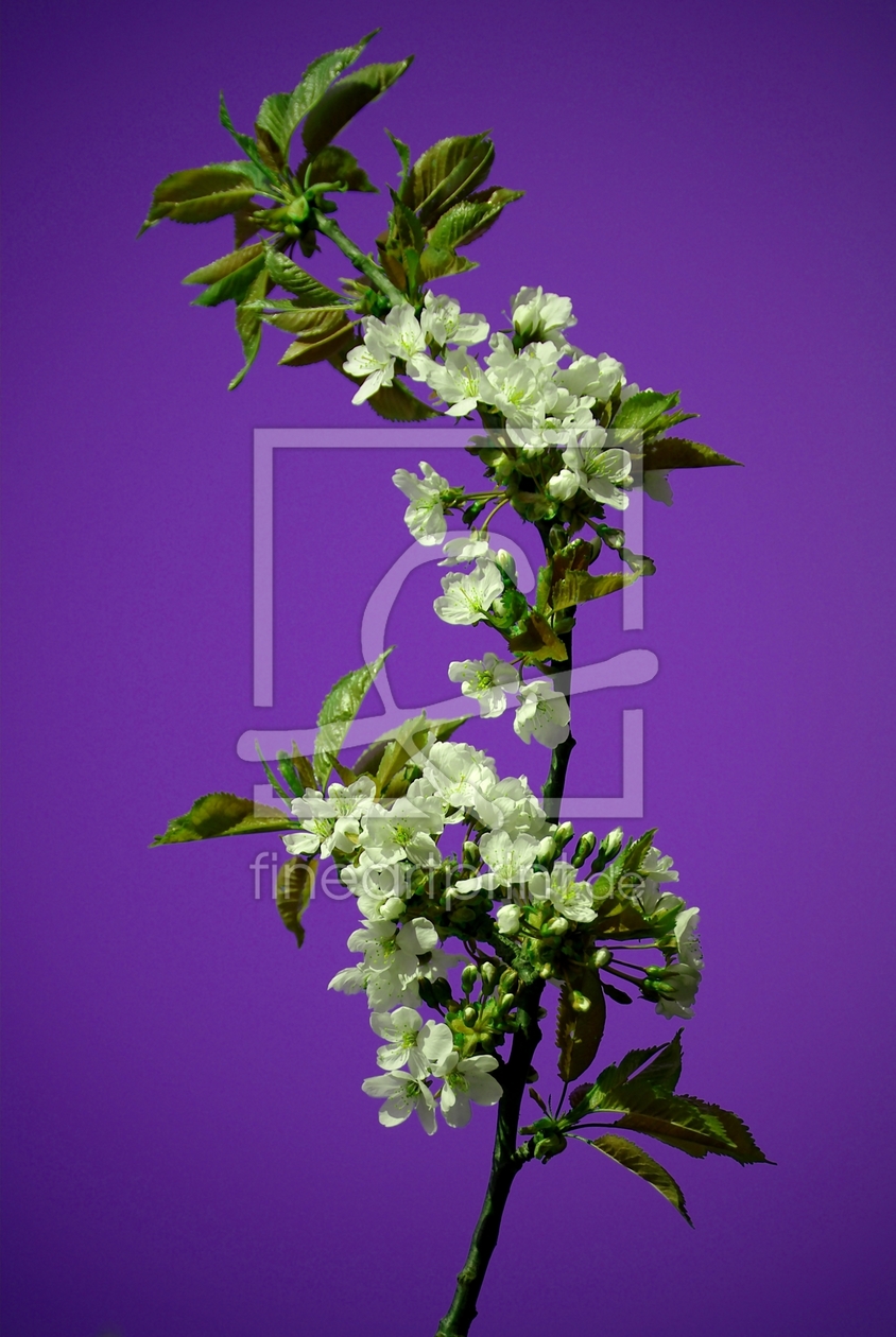 Bild-Nr.: 9628444 Kirschblüten erstellt von gabii40