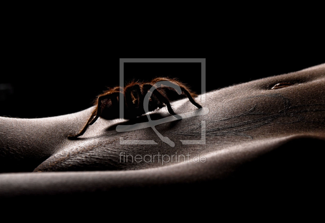 Bild-Nr.: 9628854 Bodypart Spinne erstellt von DreamPhotography