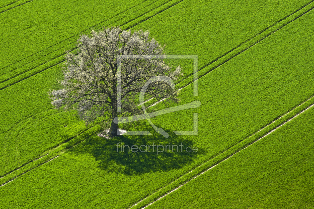 Bild-Nr.: 9630760 Baum im Kornfeld erstellt von Armin Redöhl