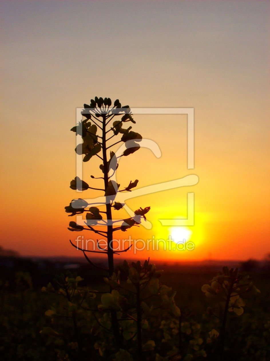 Bild-Nr.: 9632632 Sunset-Raps erstellt von Marion227
