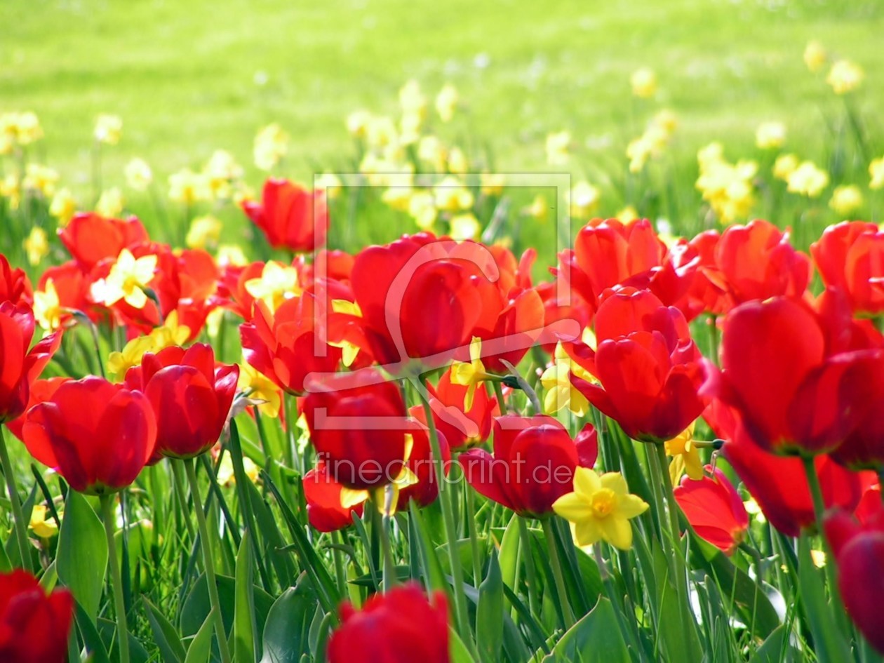 Bild-Nr.: 9633230 Frühlingsblumenwiese erstellt von Renate Knapp