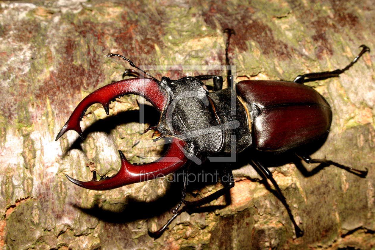 Bild-Nr.: 9635010 Hirschkäfer (Lucanus cervus), Männchen erstellt von tdietrich